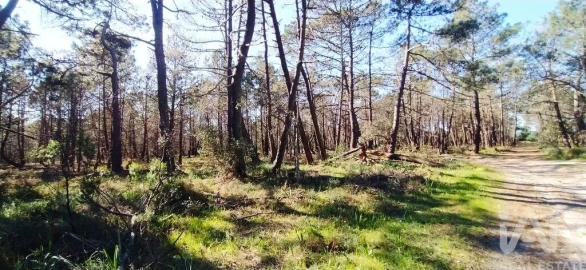 Terreno para Venda em Vila do Bispo e Raposeira
