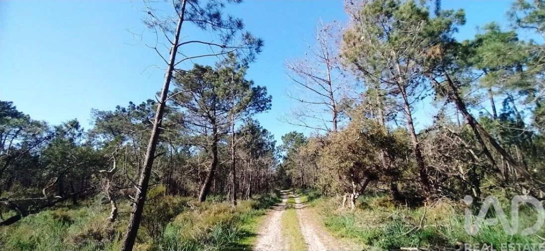 Terreno para Venda em Vila do Bispo e Raposeira Foto 16