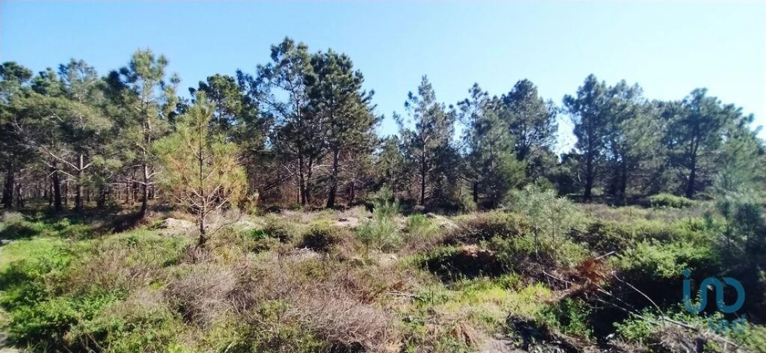 Terreno para Venda em Vila do Bispo e Raposeira Foto 7
