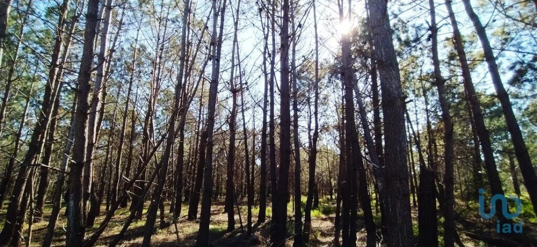 Terreno para Venda em Vila do Bispo e Raposeira Foto 10