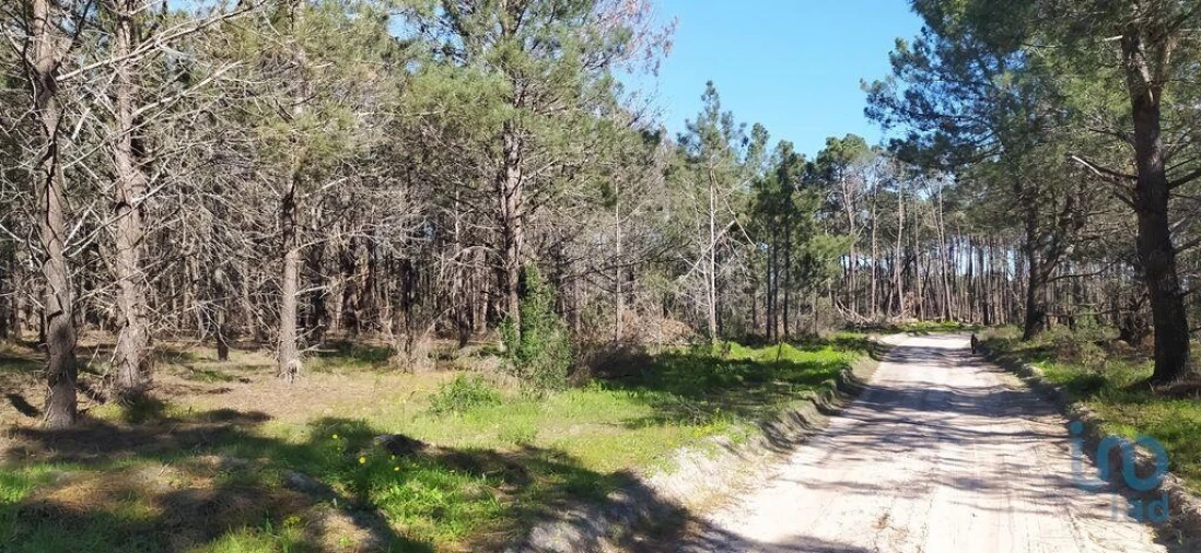 Terreno para Venda em Vila do Bispo e Raposeira Foto 4