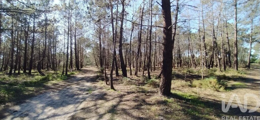 Terreno para Venda em Vila do Bispo e Raposeira Foto 21