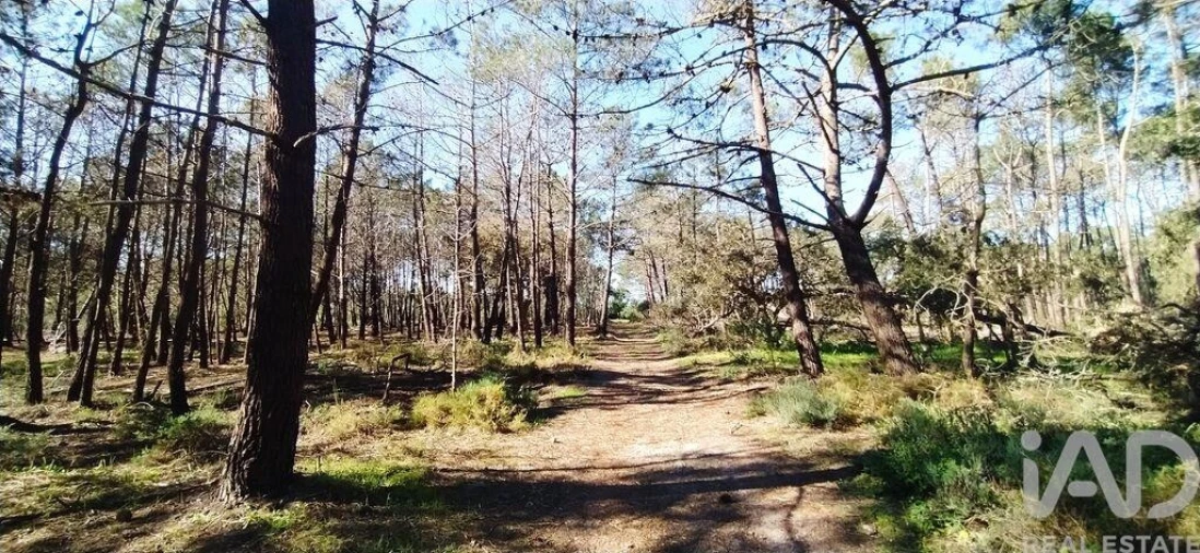 Terreno para Venda em Vila do Bispo e Raposeira Foto 22