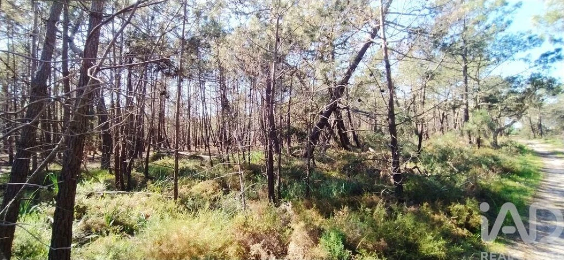 Terreno para Venda em Vila do Bispo e Raposeira Foto 18