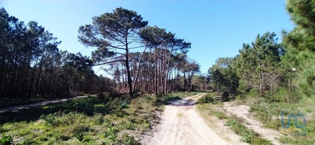 Terreno para Venda em Vila do Bispo e Raposeira Foto 15