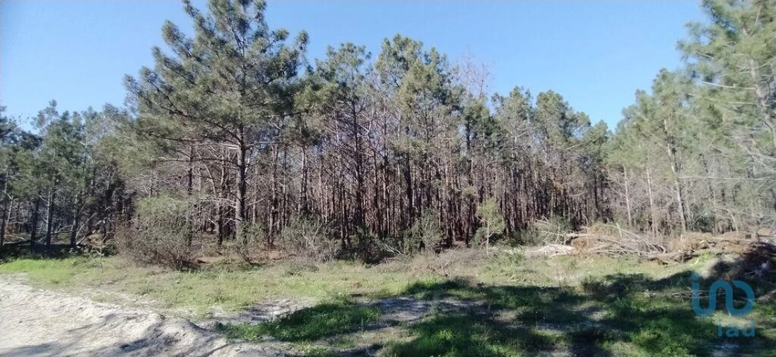Terreno para Venda em Vila do Bispo e Raposeira Foto 8