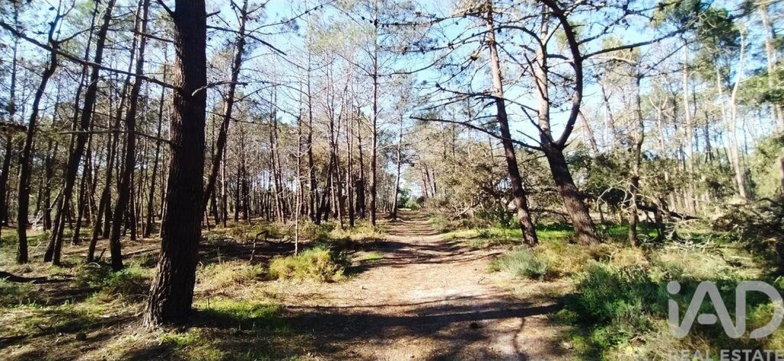 Terreno para Venda em Vila do Bispo e Raposeira Foto 22