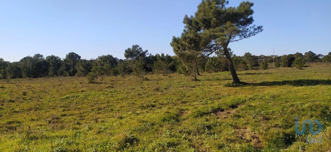 Terreno para Venda em Vila do Bispo e Raposeira Foto 14