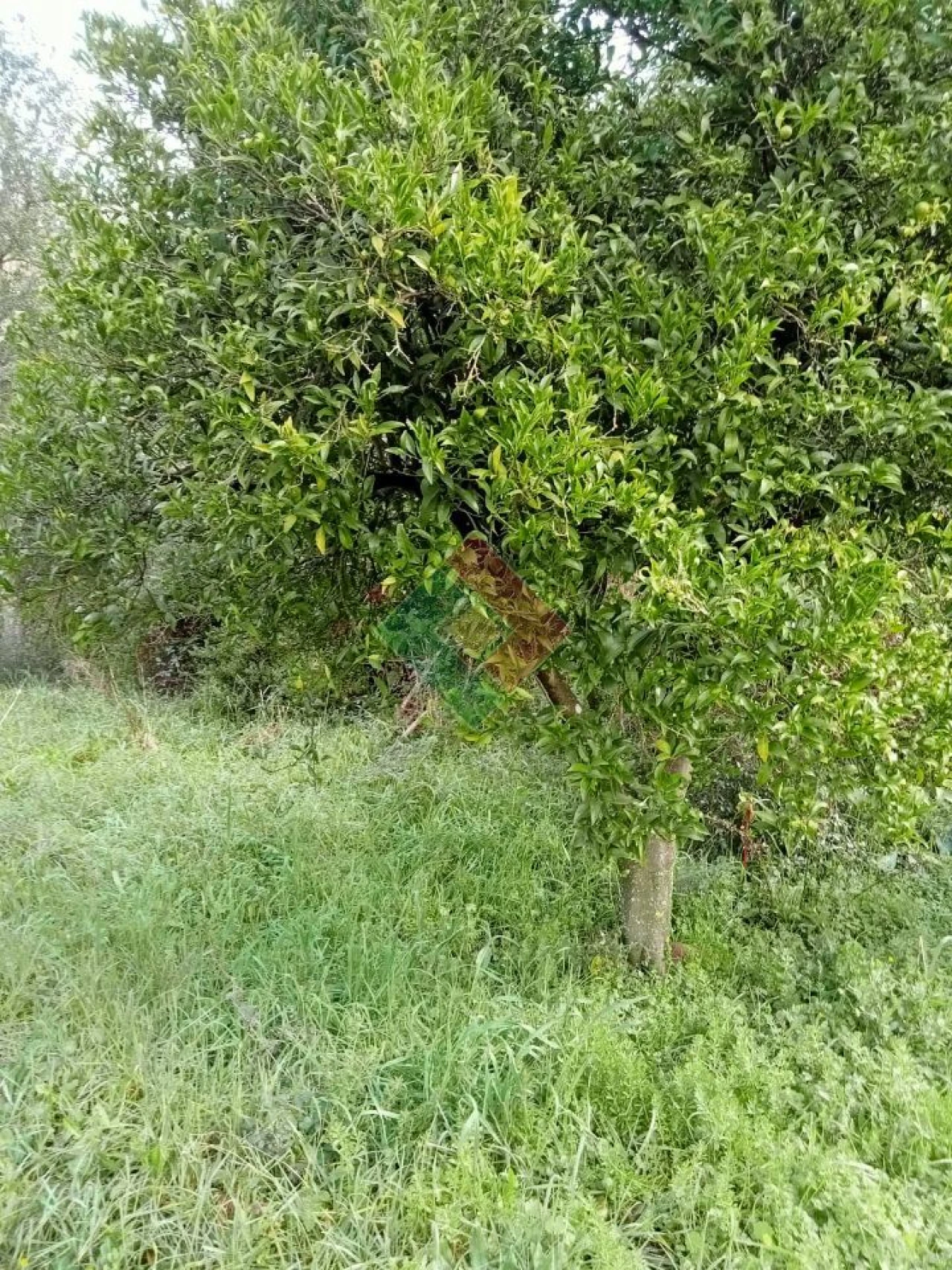Terreno Agricola ou Rústico para Venda em Longomel Foto 10