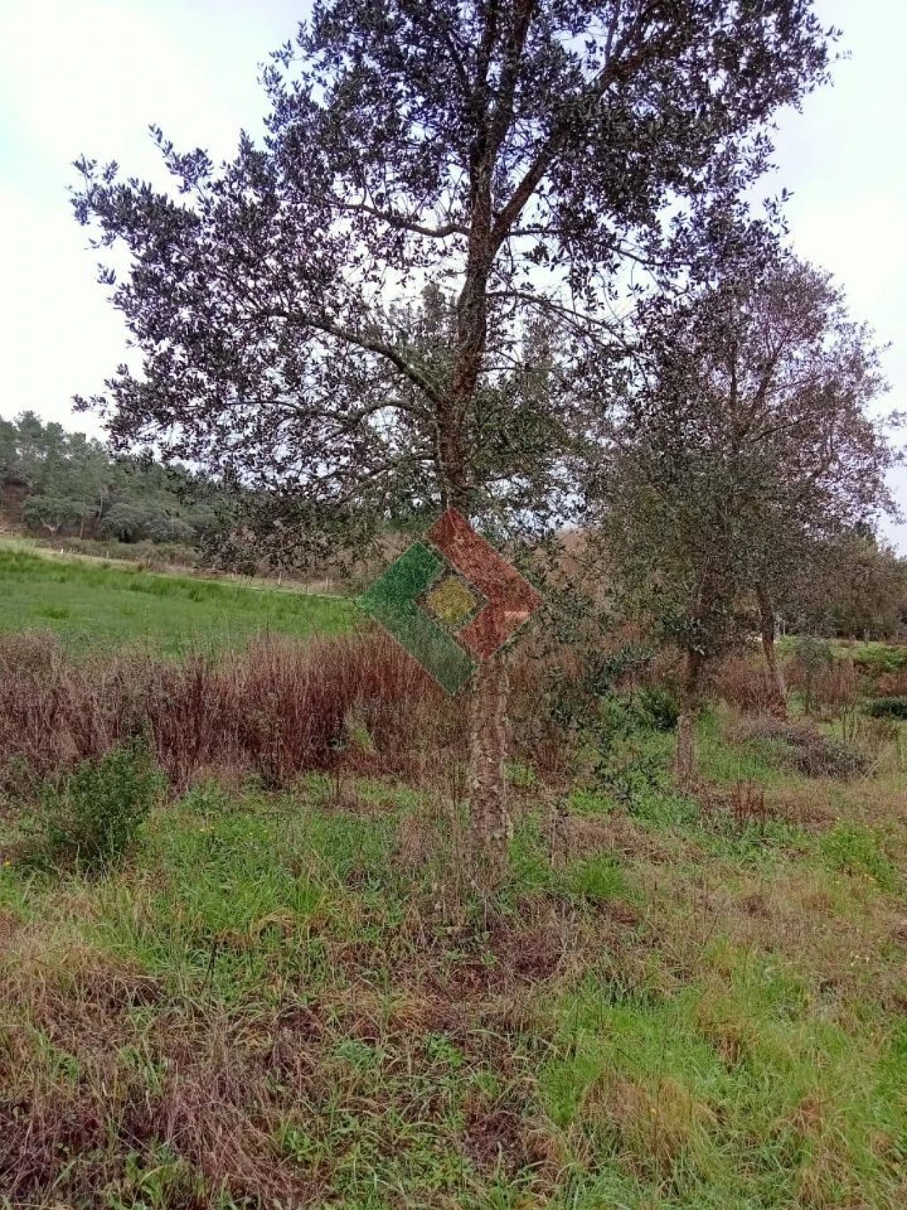 Terreno Agricola ou Rústico para Venda em Longomel Foto 11