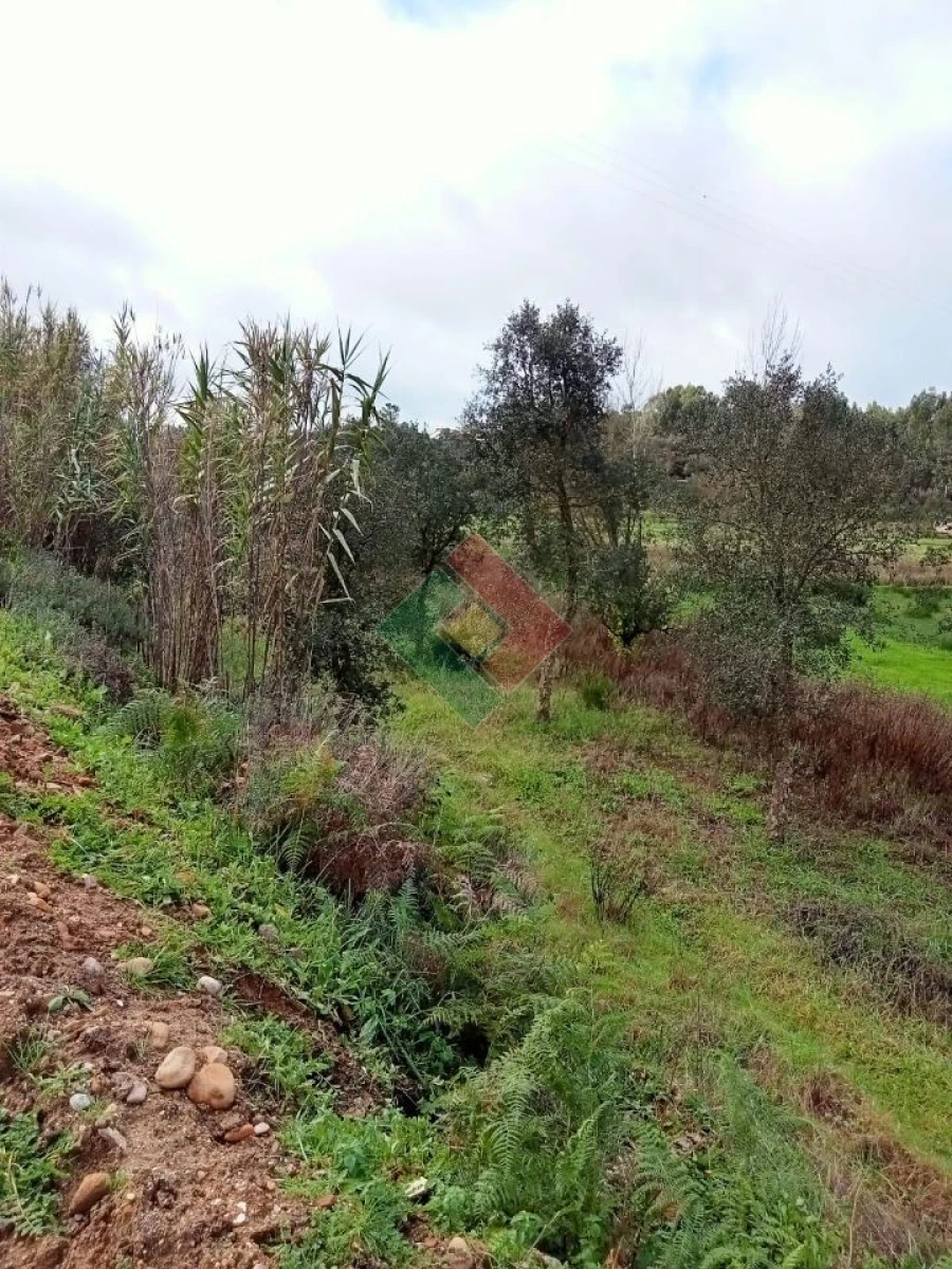 Terreno Agricola ou Rústico para Venda em Longomel Foto 5
