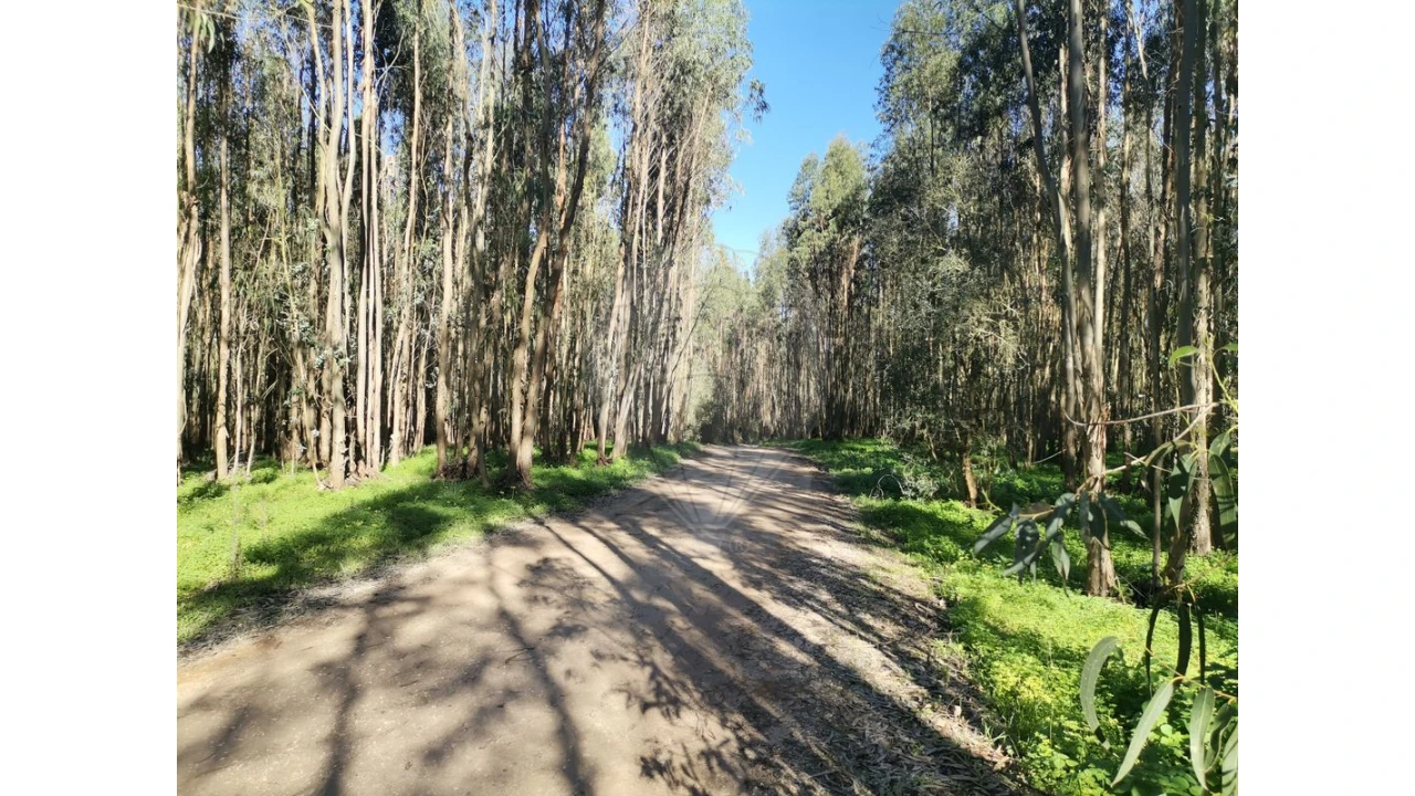 Terreno para Venda em Benedita Foto 7