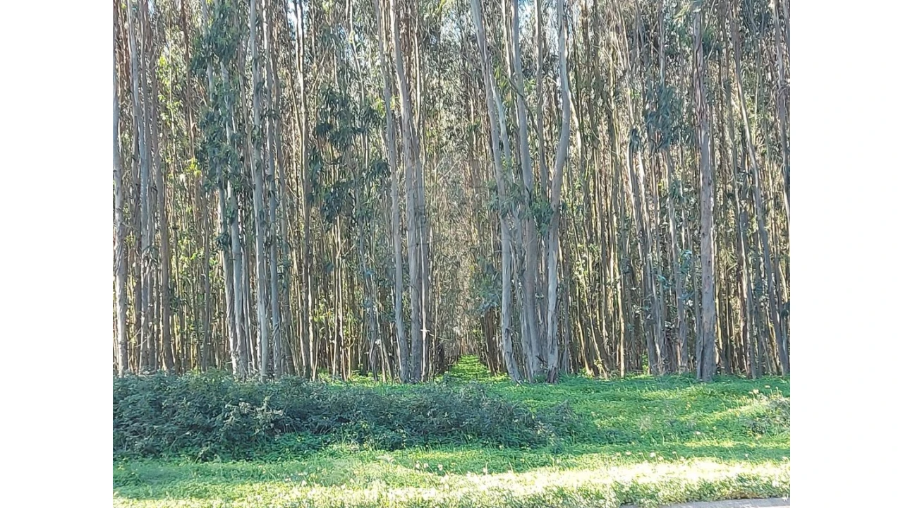 Terreno para Venda em Benedita Foto 3