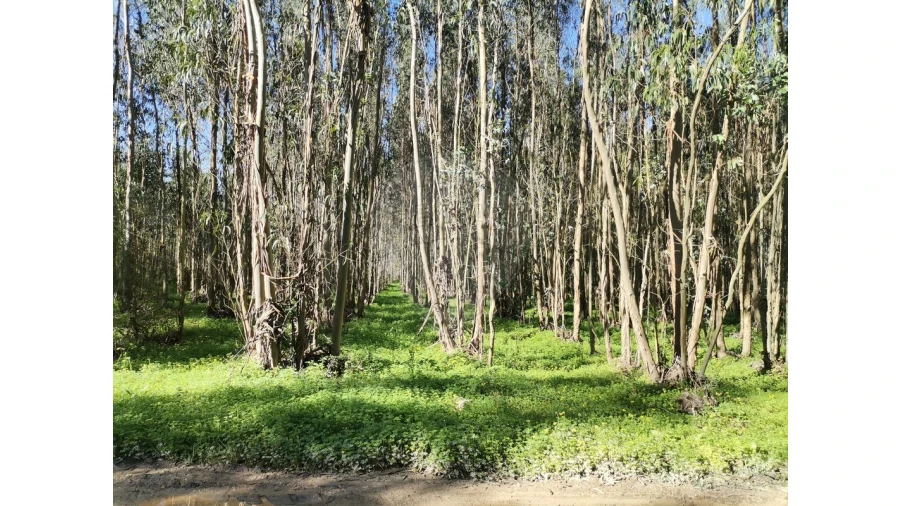 Terreno para Venda em Benedita Foto 6