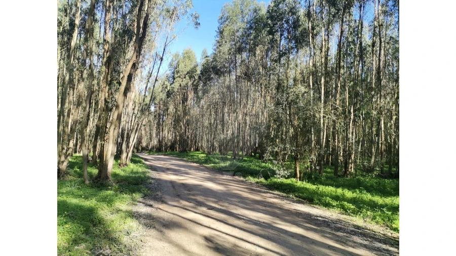 Terreno para Venda em Benedita Foto 8