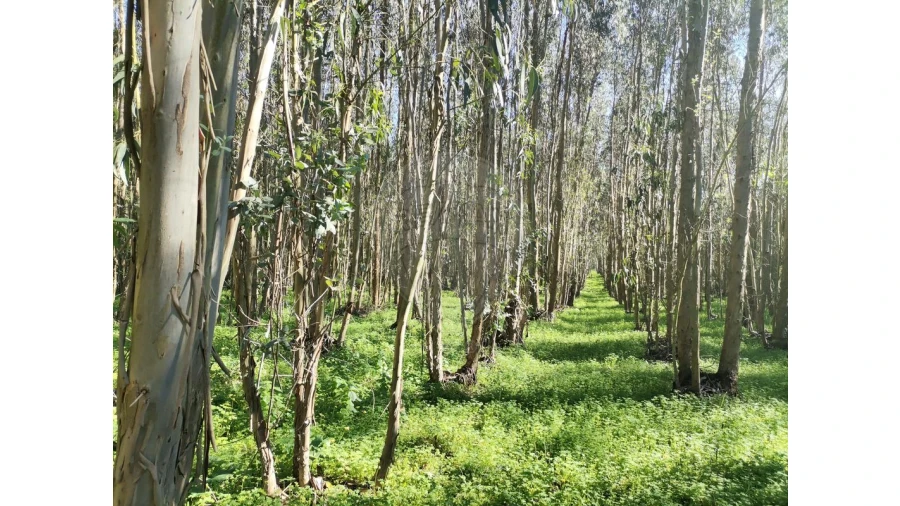 Terreno para Venda em Benedita Foto 5