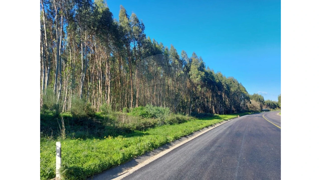 Terreno para Venda em Benedita Foto 4