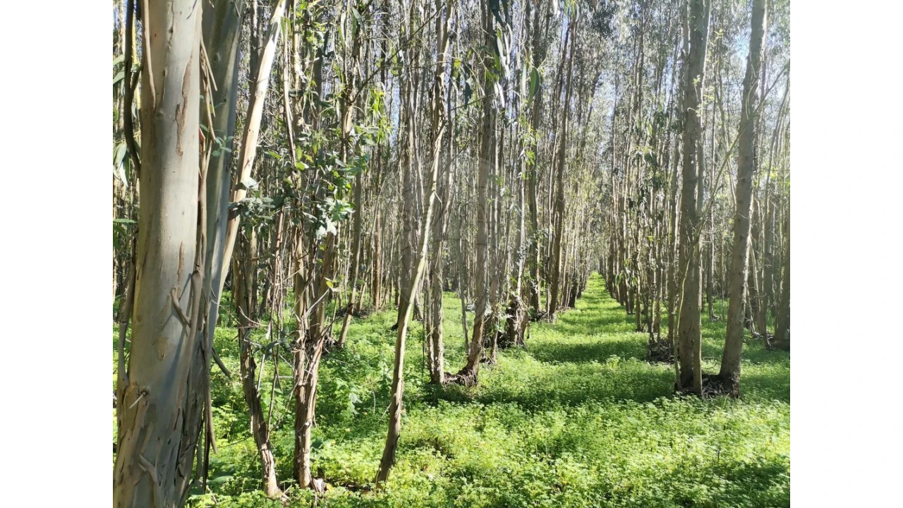 Terreno para Venda em Benedita Foto 5