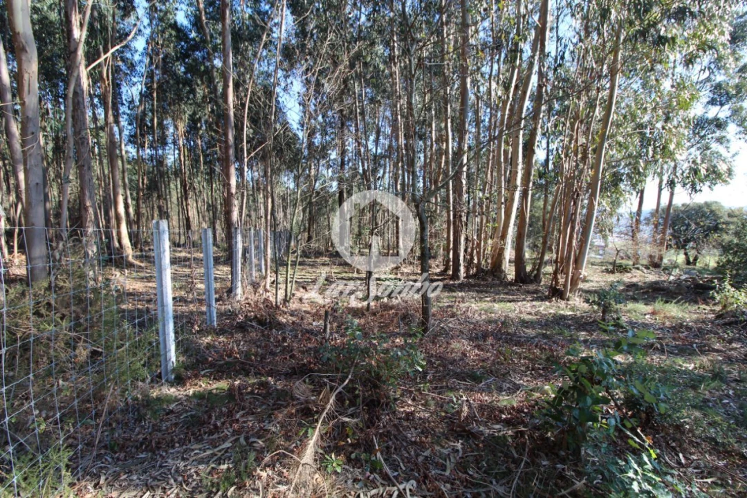 Terreno para Venda em Vermoim Foto 4