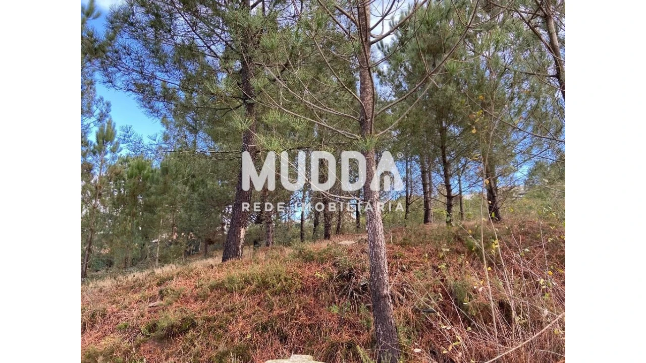 Terreno para Venda em Nogueira do Cravo e Pindelo Foto 7