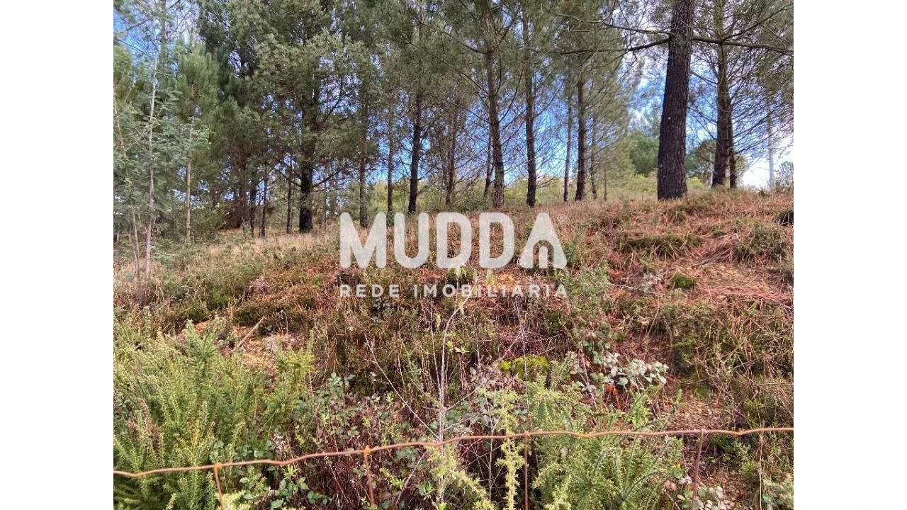 Terreno para Venda em Nogueira do Cravo e Pindelo Foto 15