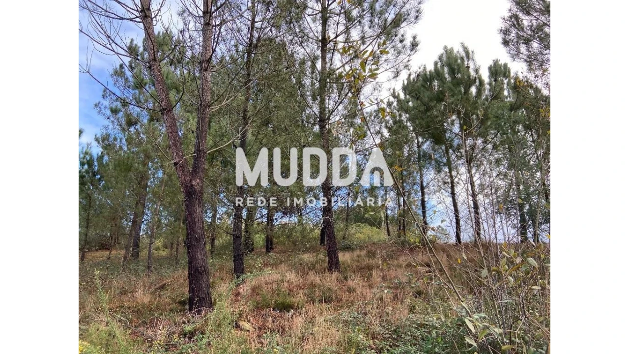 Terreno para Venda em Nogueira do Cravo e Pindelo Foto 10