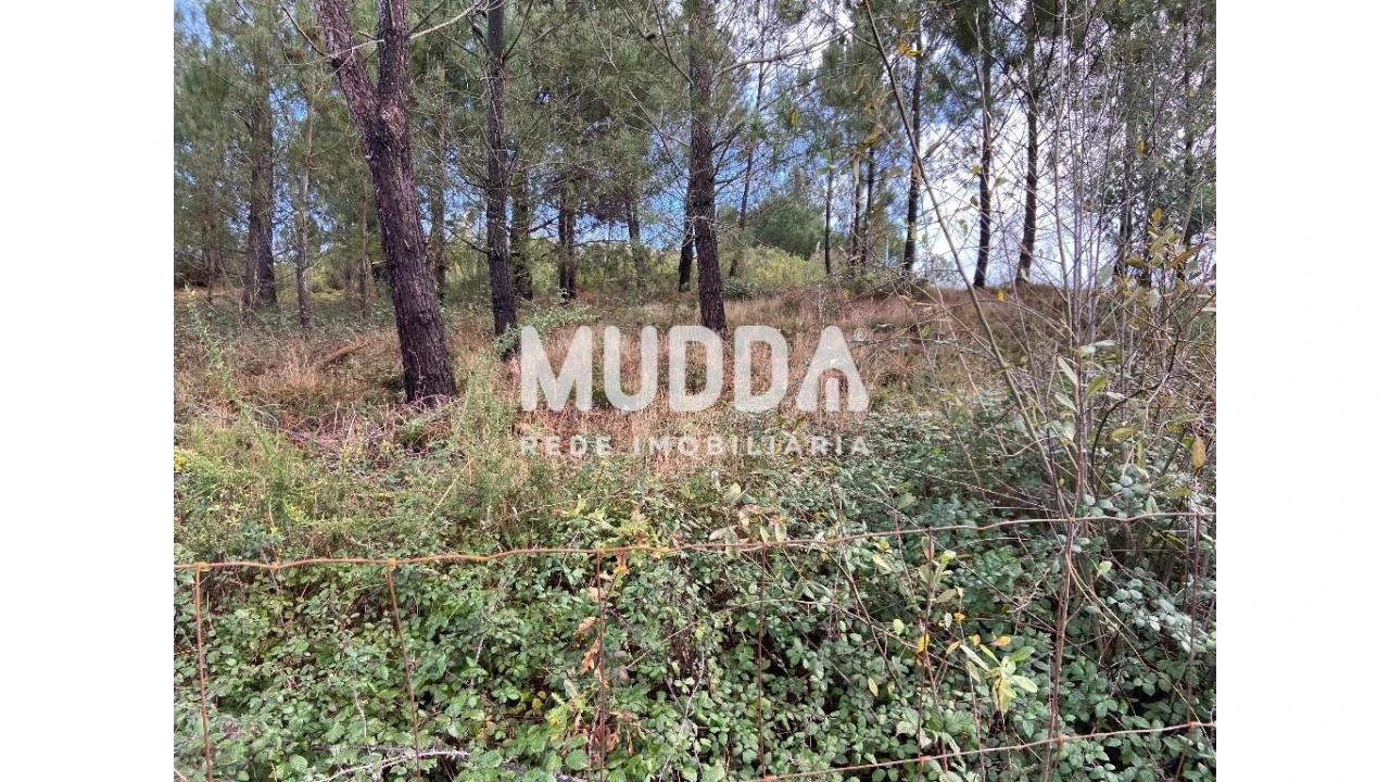 Terreno para Venda em Nogueira do Cravo e Pindelo Foto 11