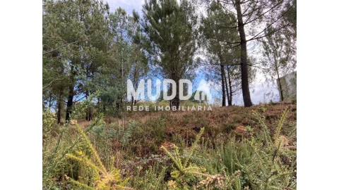 Terreno para Venda em Nogueira do Cravo e Pindelo
