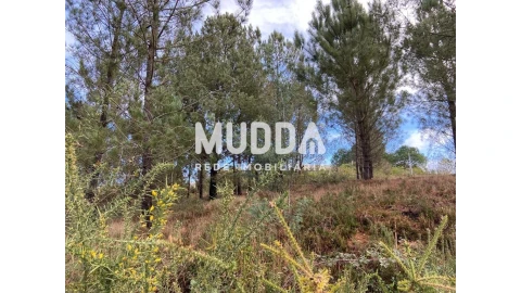 Terreno para Venda em Nogueira do Cravo e Pindelo