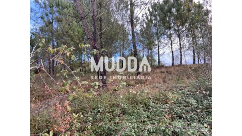 Terreno para Venda em Nogueira do Cravo e Pindelo