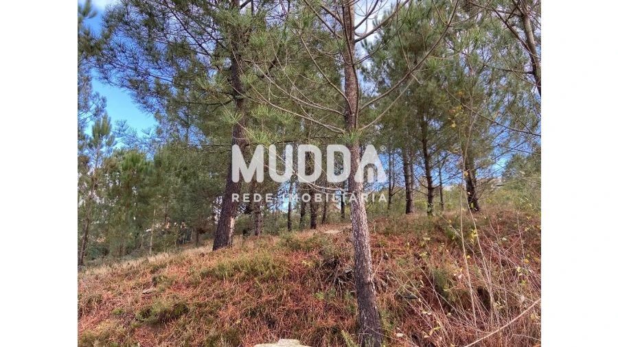 Terreno para Venda em Nogueira do Cravo e Pindelo Foto 7