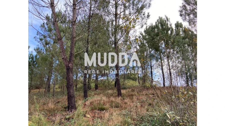 Terreno para Venda em Nogueira do Cravo e Pindelo Foto 10