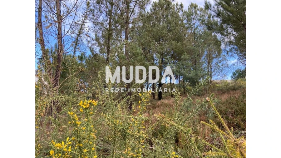 Terreno para Venda em Nogueira do Cravo e Pindelo Foto 14