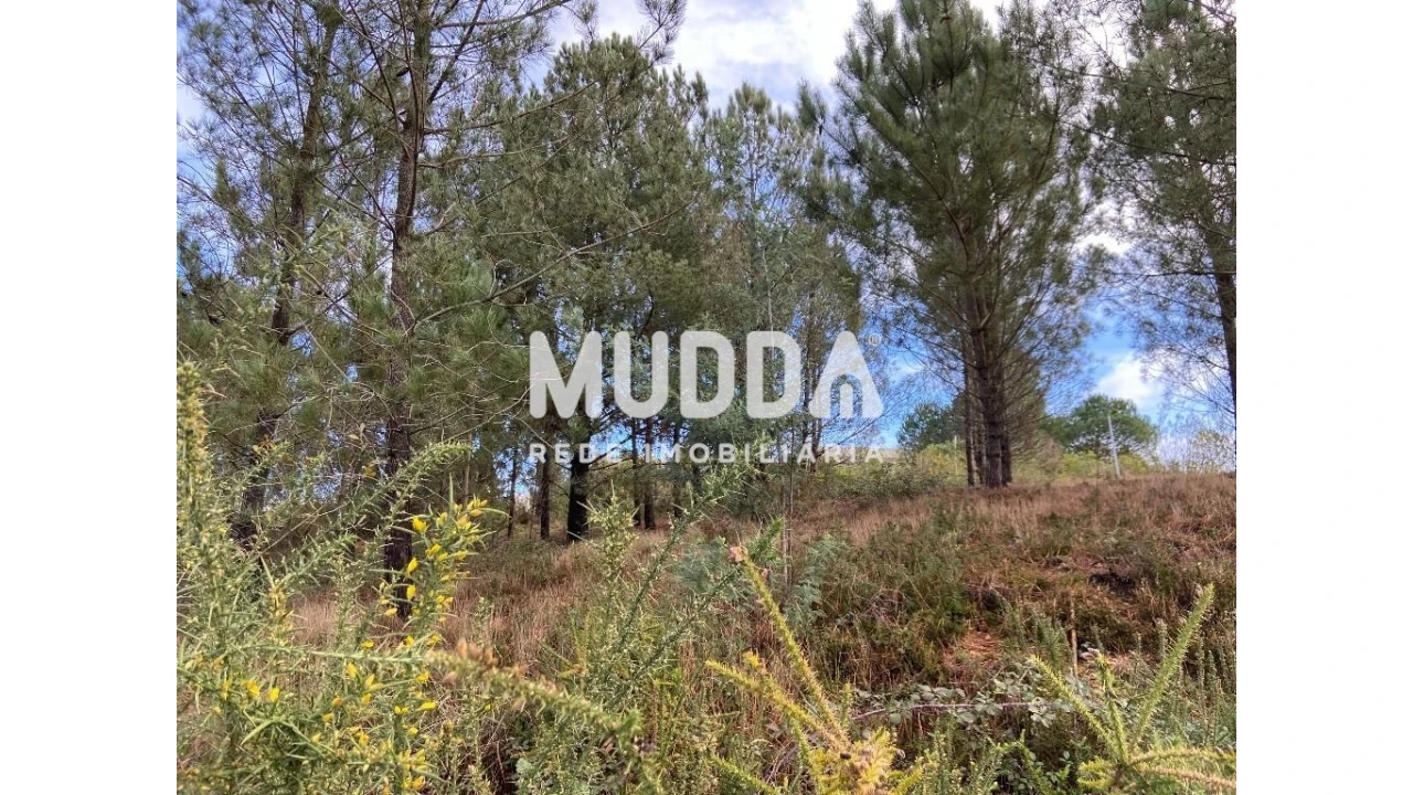 Terreno para Venda em Nogueira do Cravo e Pindelo Foto 16