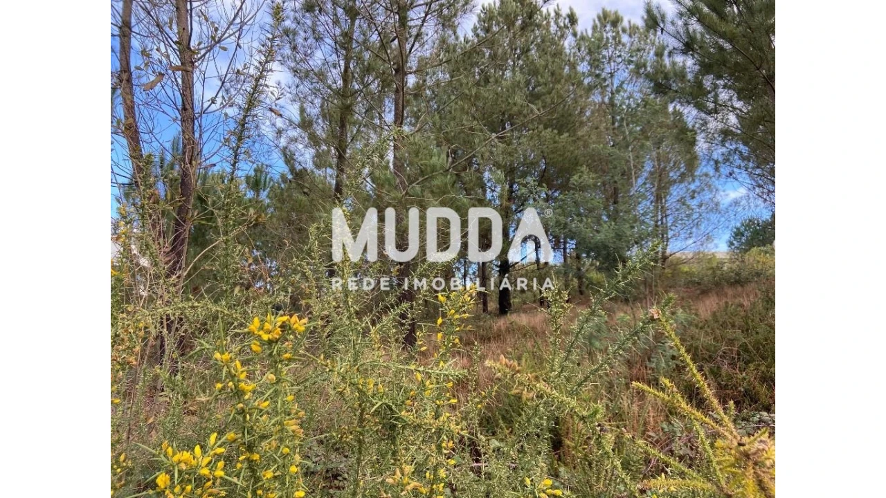 Terreno para Venda em Nogueira do Cravo e Pindelo Foto 14