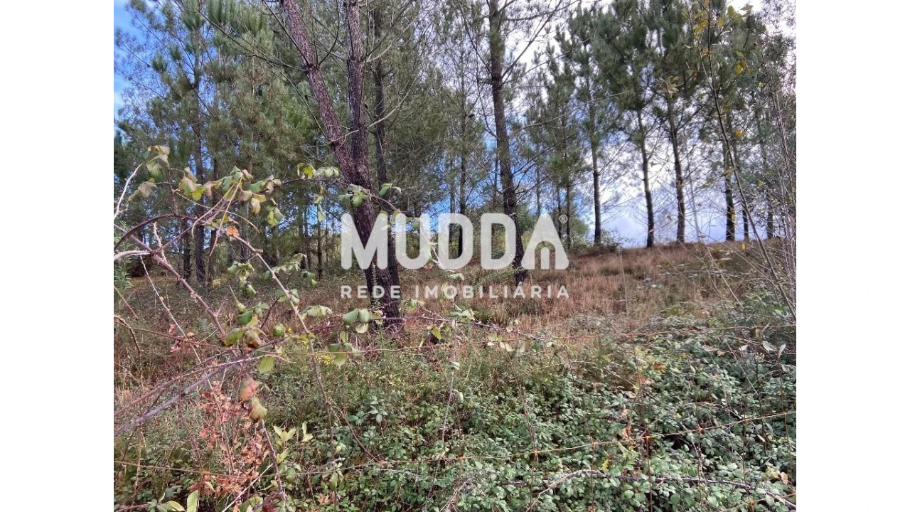 Terreno para Venda em Nogueira do Cravo e Pindelo Foto 8