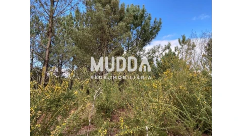 Terreno para Venda em Nogueira do Cravo e Pindelo