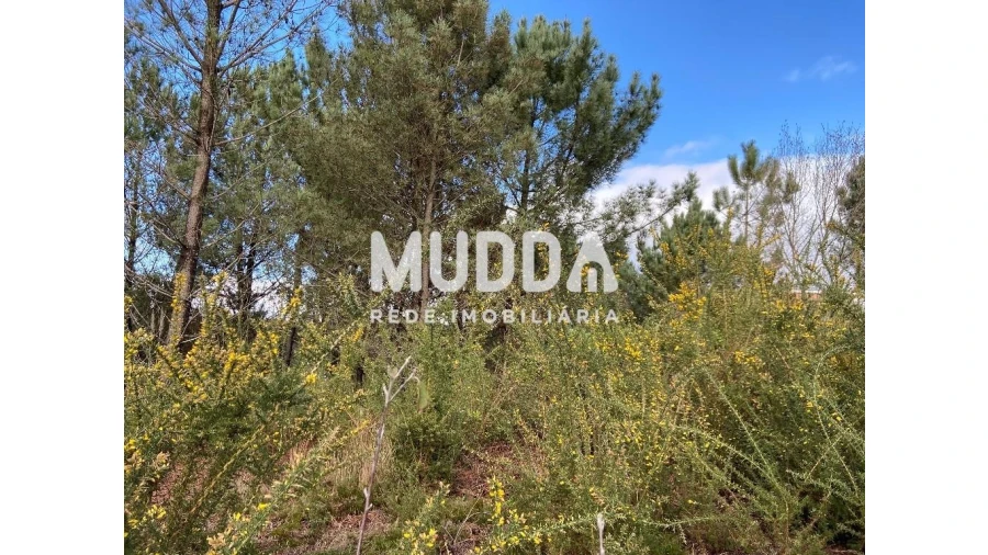 Terreno para Venda em Nogueira do Cravo e Pindelo Foto 7