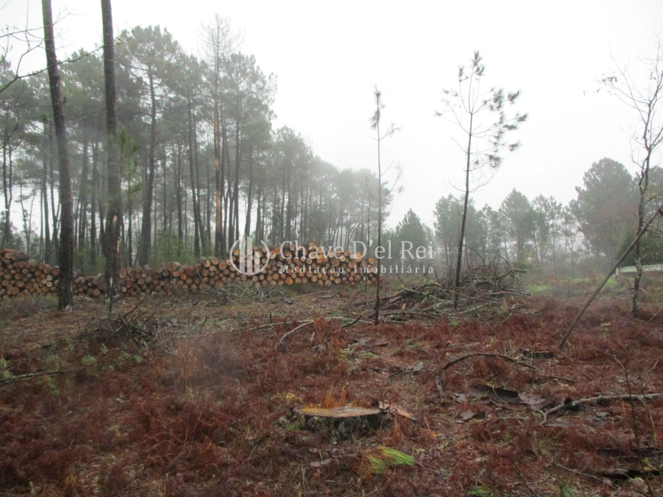 Terreno para Venda em Ribafeita Foto 2