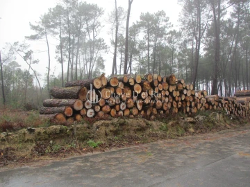Terreno para Venda em Ribafeita
