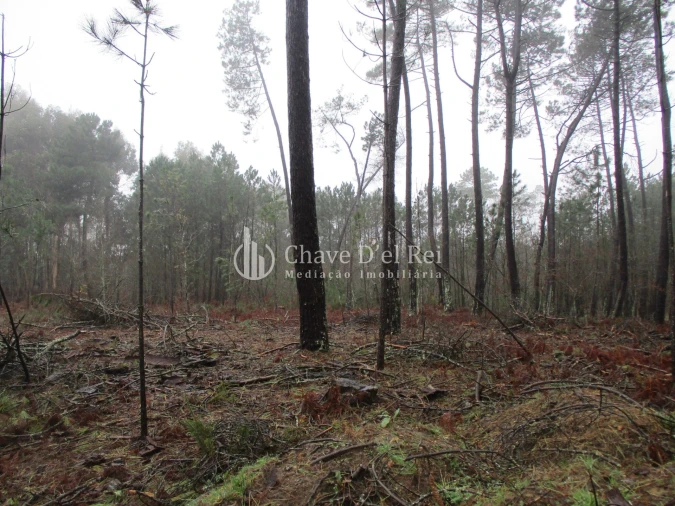 Terreno para Venda em Ribafeita Foto 4