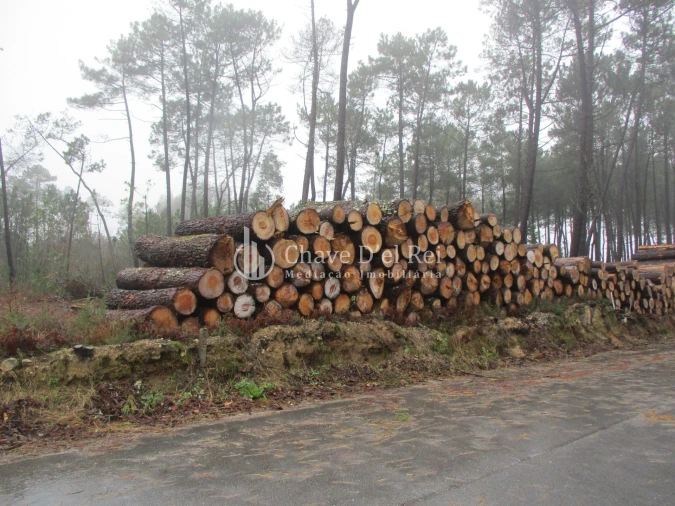 Terreno para Venda em Ribafeita Foto 6