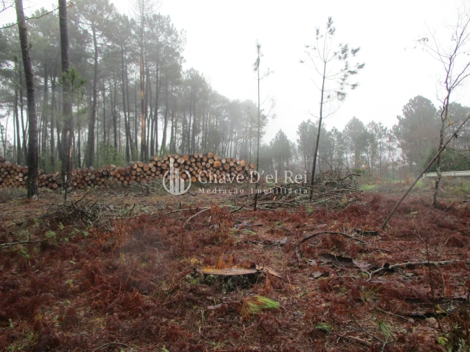 Terreno para Venda em Ribafeita Foto 3