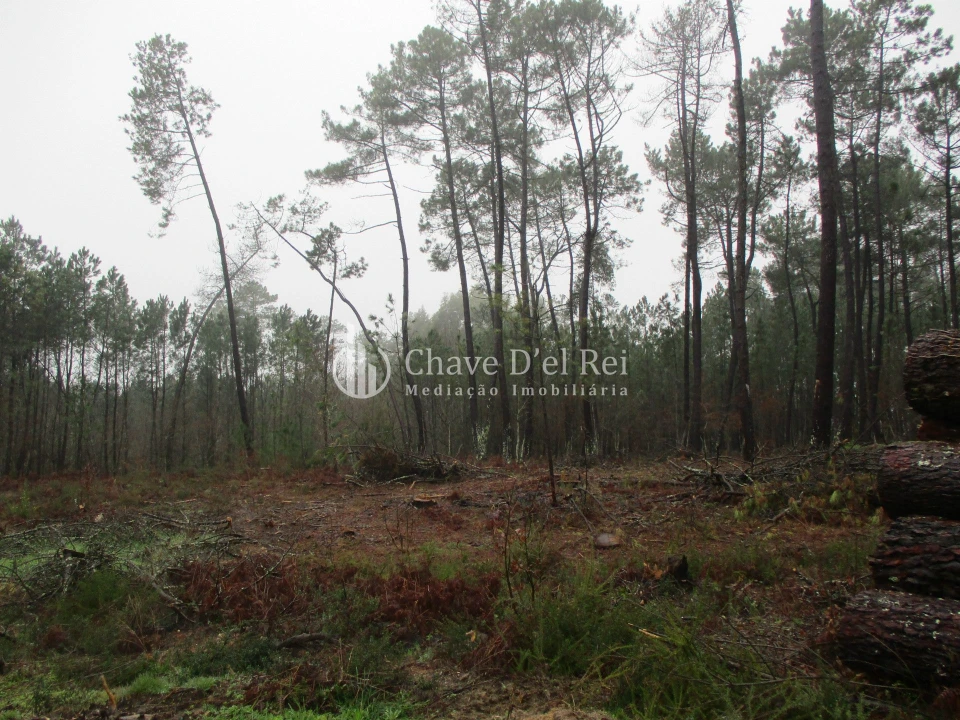 Terreno para Venda em Ribafeita Foto 1