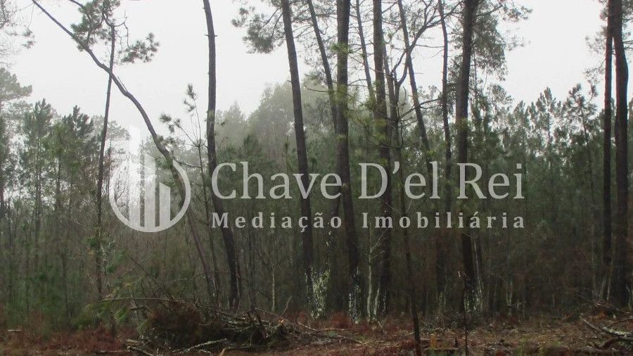 Terreno para Venda em Ribafeita