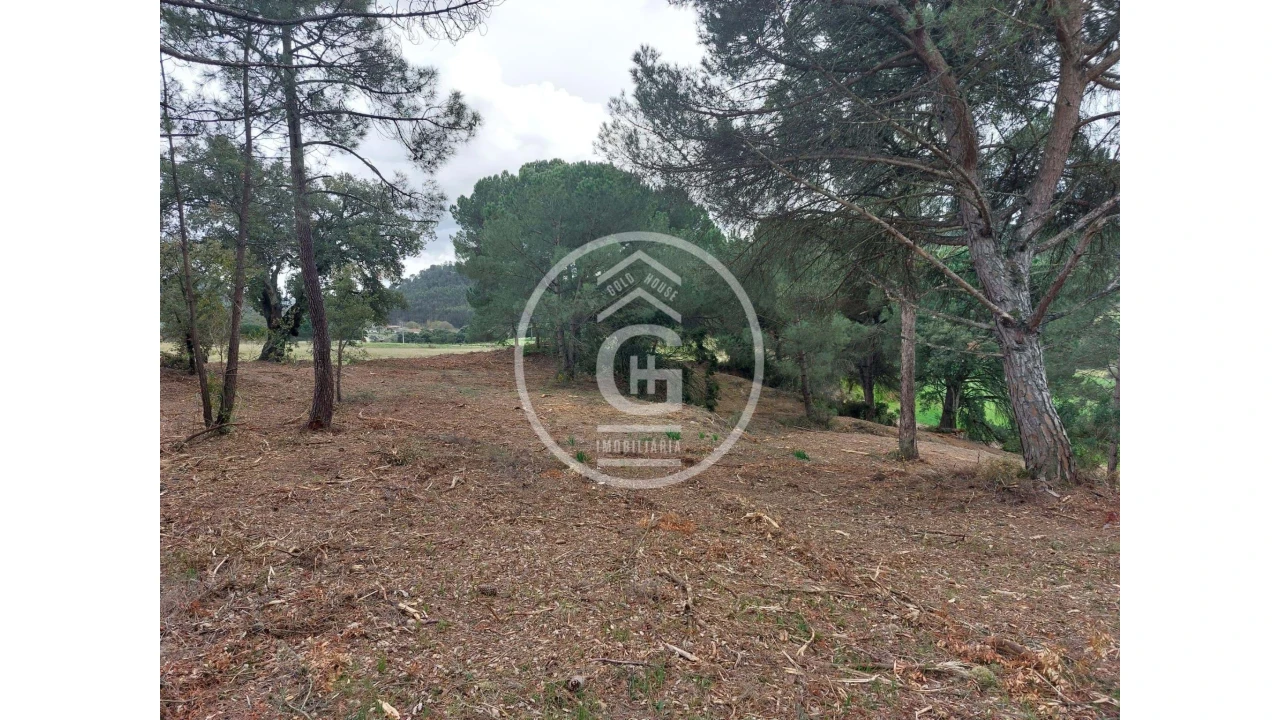 Quinta para Venda em São João da Ribeira e Ribeira de São João Foto 4