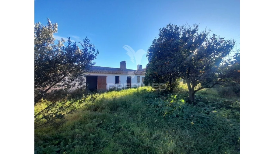 Terreno para Venda em Muge Foto 10