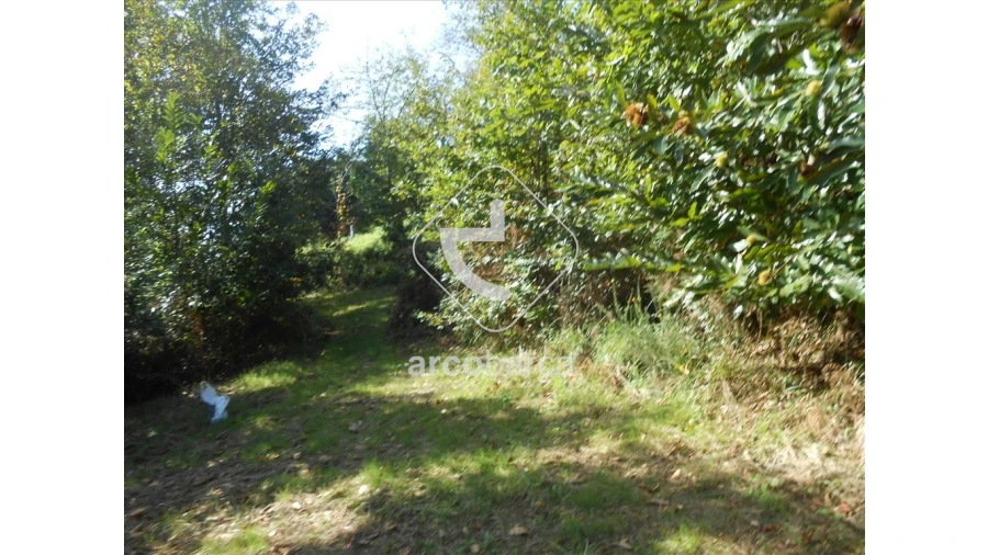 Terreno para Venda em Távora (Santa Maria e São Vicente) Foto 2