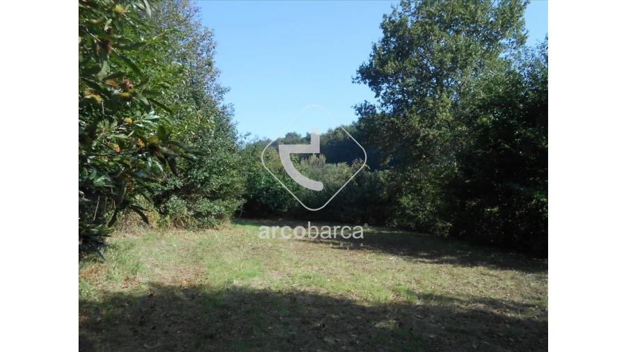 Terreno para Venda em Távora (Santa Maria e São Vicente) Foto 9