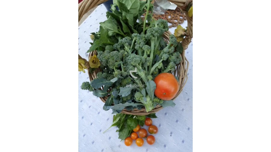 Terreno para Venda em Távora (Santa Maria e São Vicente) Foto 18